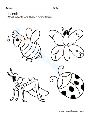 What insects are these?