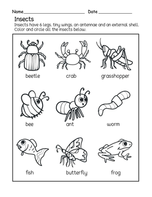Grade 1 Insects — Printable No-Prep Worksheet