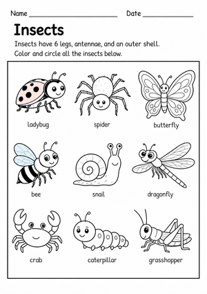 Grade K Insect Identification — Printable No-Prep Worksheet