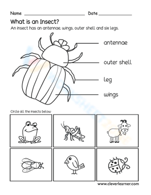 What is an insect?