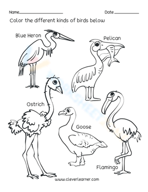 Kinds of Birds