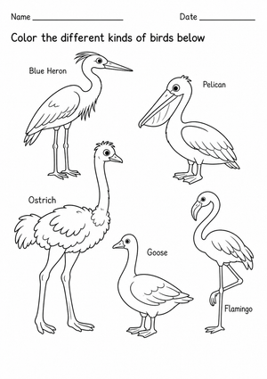 Grade K-1 Kinds of Birds — Printable No-Prep Worksheet