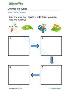 Life cycle of a butterfly