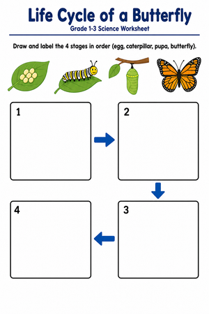 Grade 1-3 Butterfly Life Cycle — Printable No-Prep Worksheet