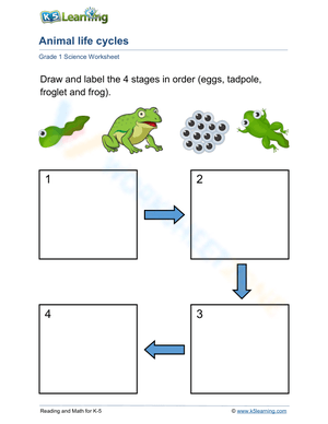 Life cycle of a frog