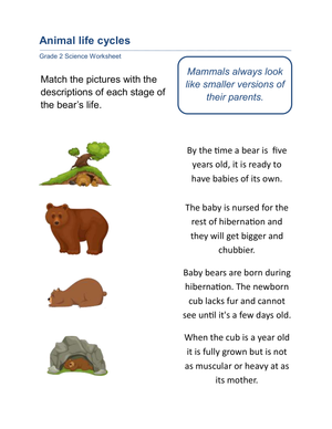 Grade 2 Life Cycle of a Bear — Printable No-Prep Worksheet