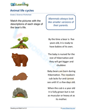 Grade 2 Life Cycle of a Bear — Printable No-Prep Worksheet