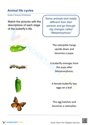 Animal Life Cycles: Butterfly Stages