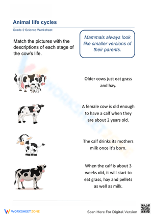 Essential Cow Life Cycle Matching Worksheet | Grade 2-3