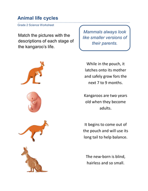 Kangaroo Life Cycle Worksheet for Kids