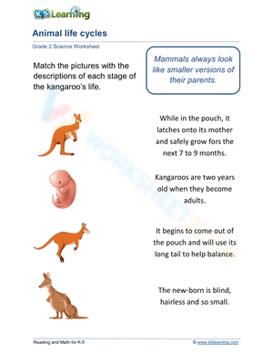 Kangaroo Life Cycle Worksheet for Kids