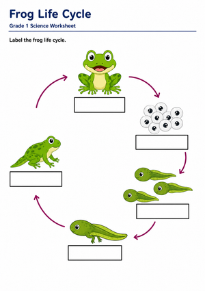 Printable Frog Life Cycle Worksheet | Grade 1 Science