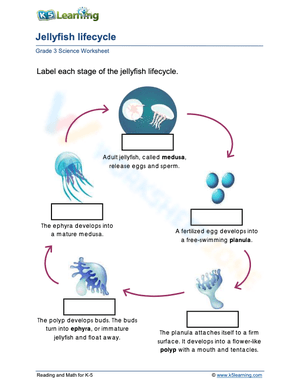 Labeling the Jellyfish Life Cycle Worksheet