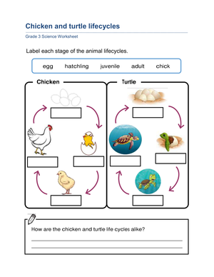 Essential Grade 3 Life Cycles Worksheet: Chicken & Turtle