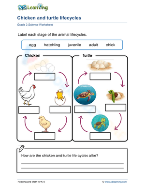 Chicken and turtle lifecycles