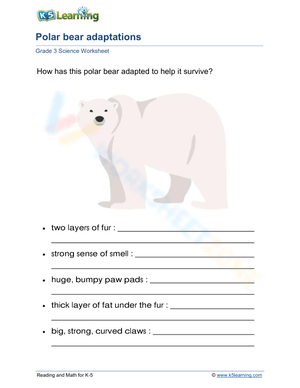 Polar bear adaptations