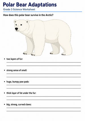 Essential Polar Bear Adaptations Worksheet | Grade 3 Science
