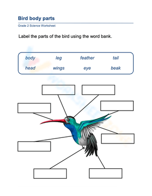 Essential Bird Body Parts Worksheet | Grade 2 Science