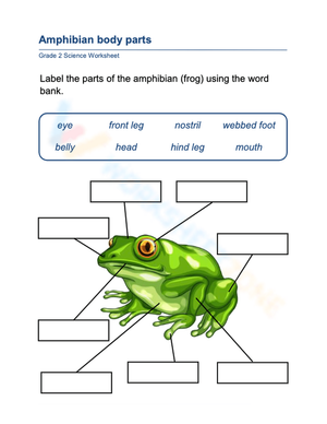 Printable Amphibian Body Parts Worksheet | Grade 2 Science