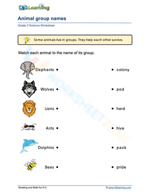 Animal Group Names: Grade 3 Science 