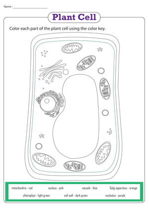 Essential Plant Cell Coloring Worksheet | Grade 4-8