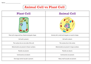Essential Animal vs Plant Cell Worksheet | Grades 4-8