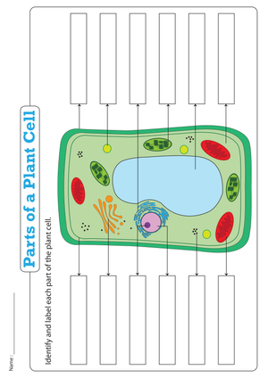 Essential Parts of a Plant Cell Worksheet | Grade 4-8