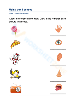 Grade 1 Five Senses — Printable No-Prep Worksheet