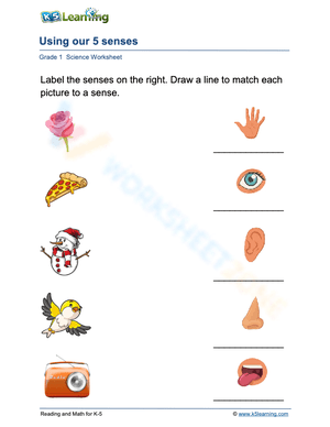 Using our 5 senses 1