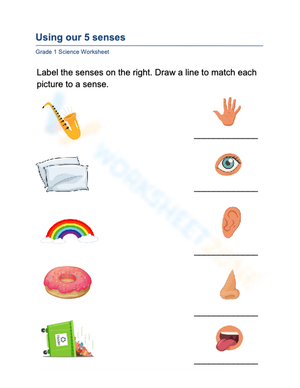 Grade 1 Five Senses — Printable No-Prep Worksheet