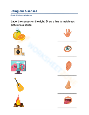 5 Senses Matching Worksheet | Grade 1 Science Essential