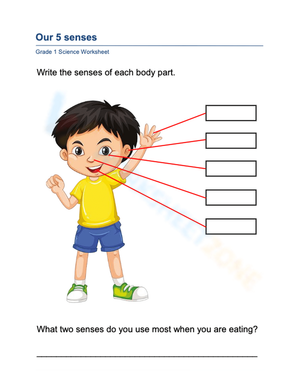 5 Senses Worksheet | Grade 1 Science Printable