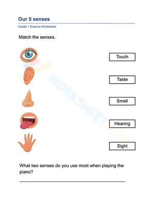 Grade 1 Five Senses — Printable No-Prep Worksheet