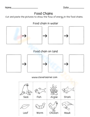 Food Chains Flow of Energy Activity