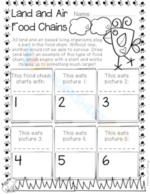 Land and Air Food Chains