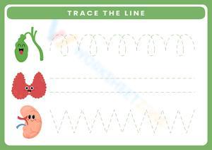 Trace the Lines: Organs Worksheet