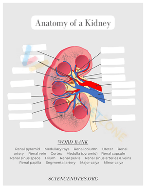 Anatomy of kidney