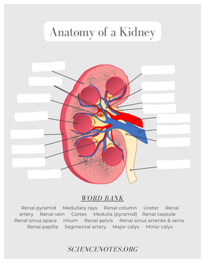 Printable Kidney Anatomy Worksheet | Grade 6-9 Science