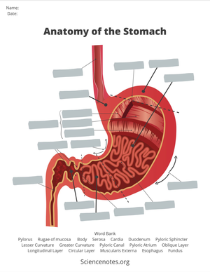 Grade 7 Anatomy of the Stomach — Printable No-Prep Worksheet