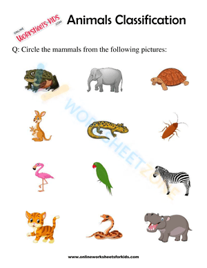 Animals Classification Worksheet For 1st Grade 8