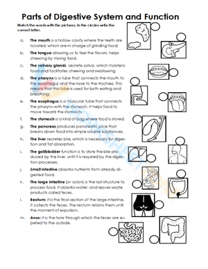 Interactive Digestive System Matching 