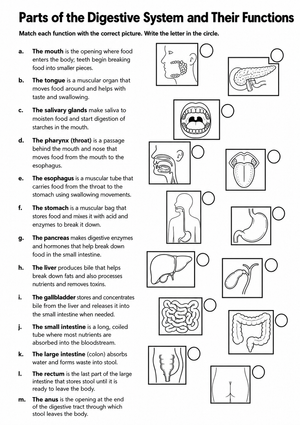Grade 7-8 Digestive System — Printable No-Prep Worksheet