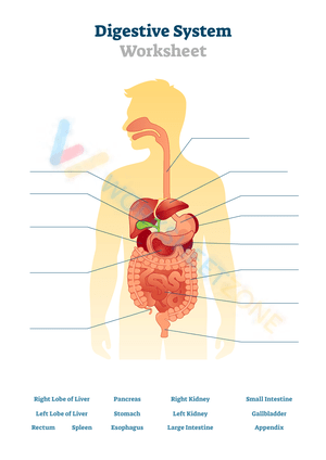 Digestive System Labeling Worksheet