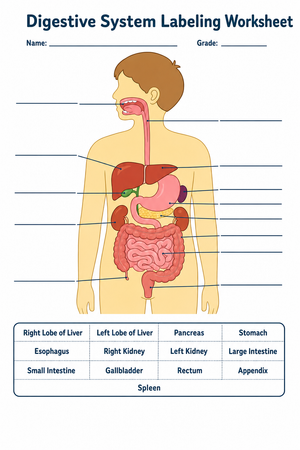 Grade 4 Digestive System — Printable No-Prep Worksheet