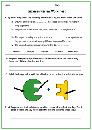 Essential Enzyme Review Worksheet | Middle School Biology