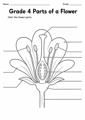 Printable Grade 4 Parts of a Flower No-Prep Worksheet