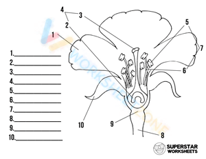 Flower Labeling Sheet