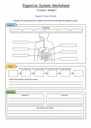 Digestive System Worksheet (3 Levels) | Grade 7 Ready