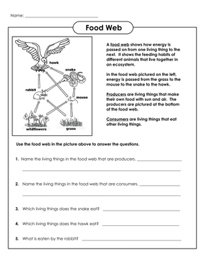 Essential Grade 7 Food Web and Chain Worksheet