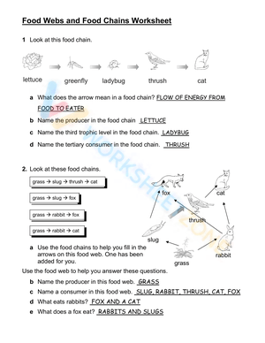 Food Webs and Food Chains Worksheet